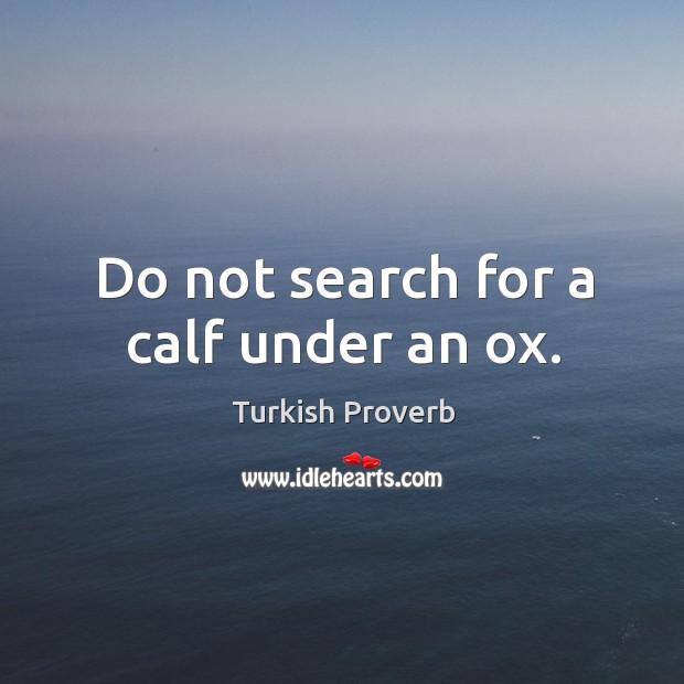 Do not search for a calf under an ox. Turkish Proverbs Image
