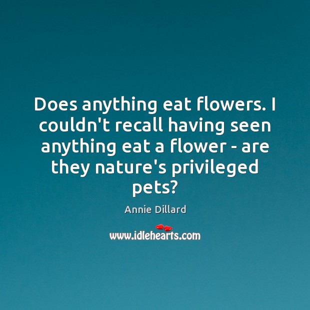 Does anything eat flowers. I couldn’t recall having seen anything eat a Annie Dillard Picture Quote