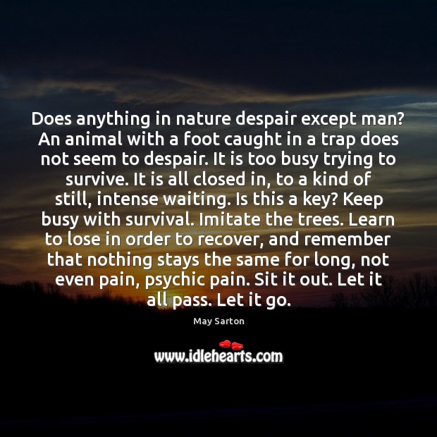 Does anything in nature despair except man? An animal with a foot May Sarton Picture Quote