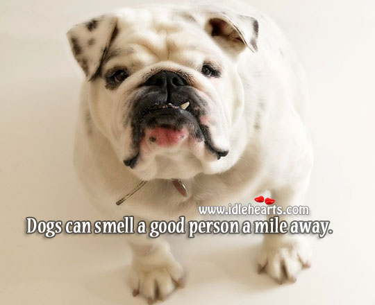 Dogs can smell a good person a mile away. 