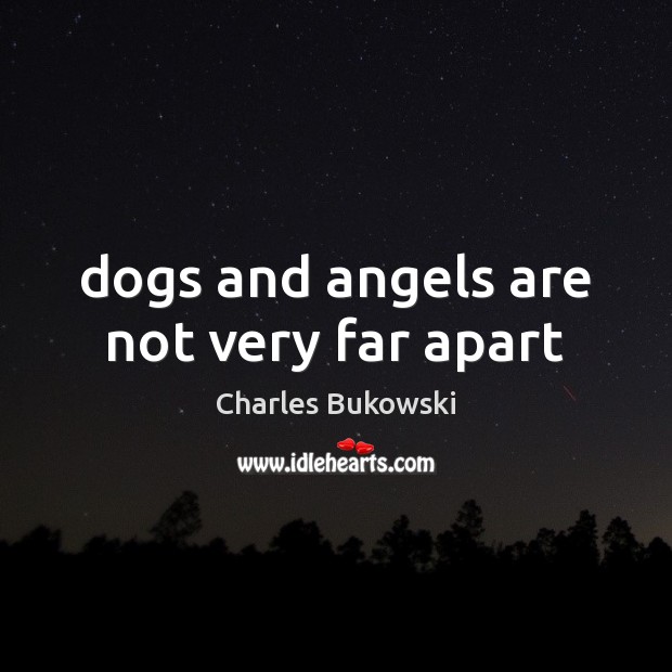 Dogs and angels are not very far apart Image