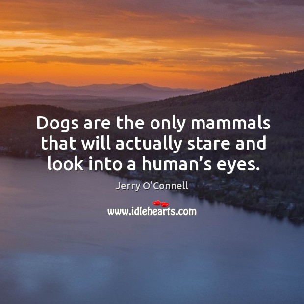 Dogs are the only mammals that will actually stare and look into a human’s eyes. Jerry O’Connell Picture Quote