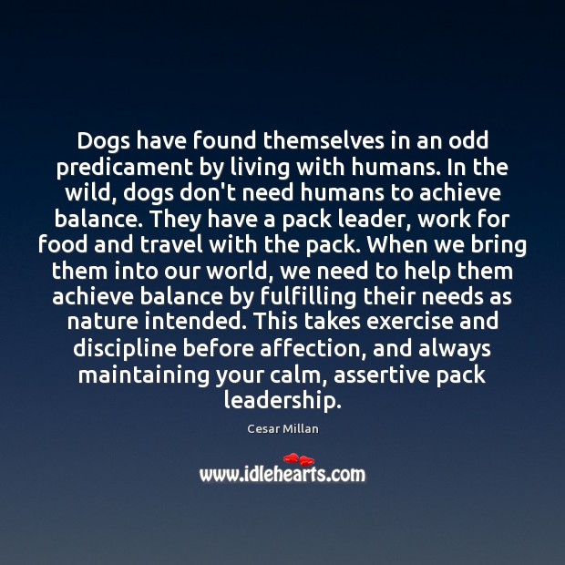 Dogs have found themselves in an odd predicament by living with humans. Cesar Millan Picture Quote