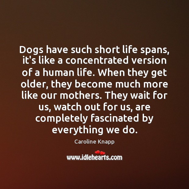 Dogs have such short life spans, it’s like a concentrated version of Caroline Knapp Picture Quote