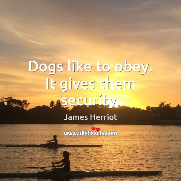 Dogs like to obey. It gives them security. James Herriot Picture Quote