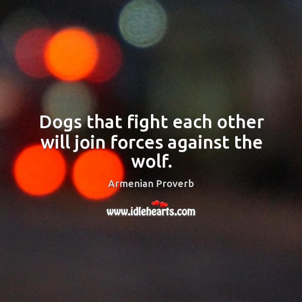 Dogs that fight each other will join forces against the wolf. Image