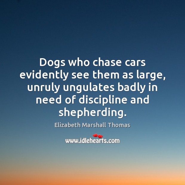 Dogs who chase cars evidently see them as large, unruly ungulates badly Elizabeth Marshall Thomas Picture Quote