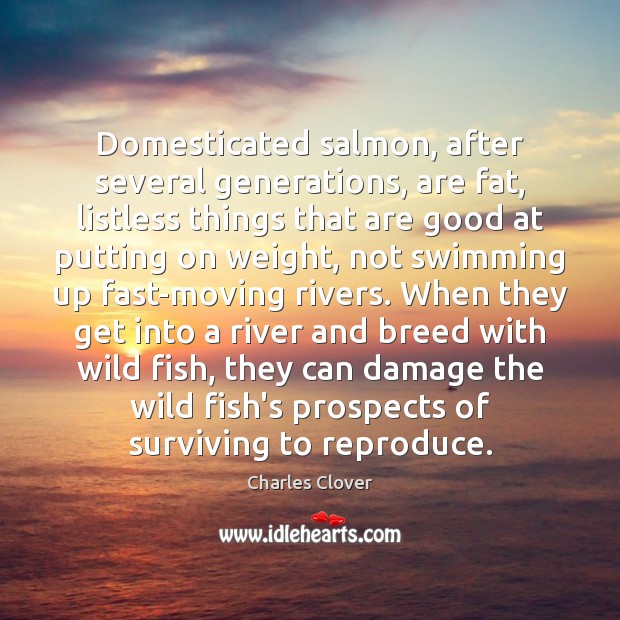 Domesticated salmon, after several generations, are fat, listless things that are good Image