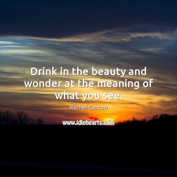 Drink in the beauty and wonder at the meaning of what you see. Rachel Carson Picture Quote