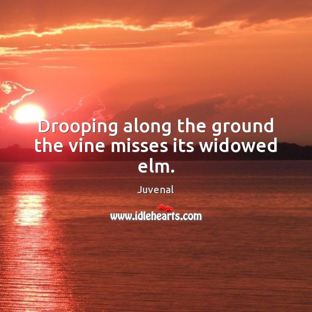 Drooping along the ground the vine misses its widowed elm. Juvenal Picture Quote