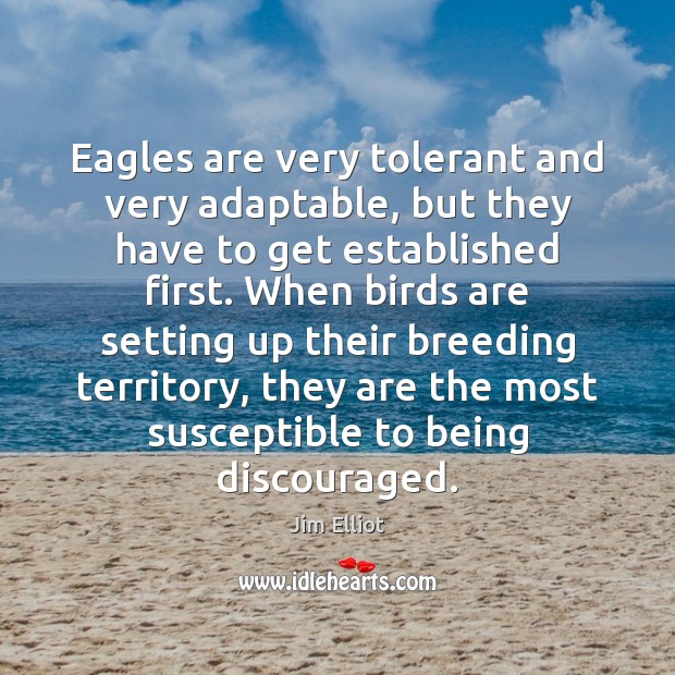 Eagles are very tolerant and very adaptable, but they have to get Jim Elliot Picture Quote
