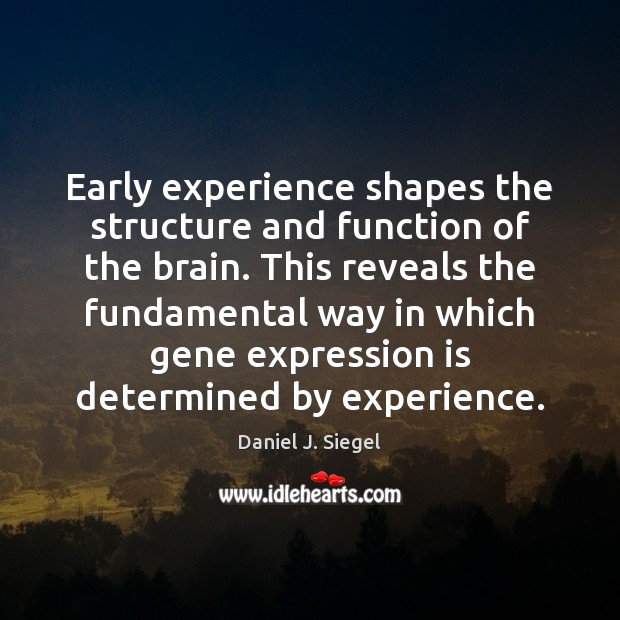 Early experience shapes the structure and function of the brain. This reveals Daniel J. Siegel Picture Quote