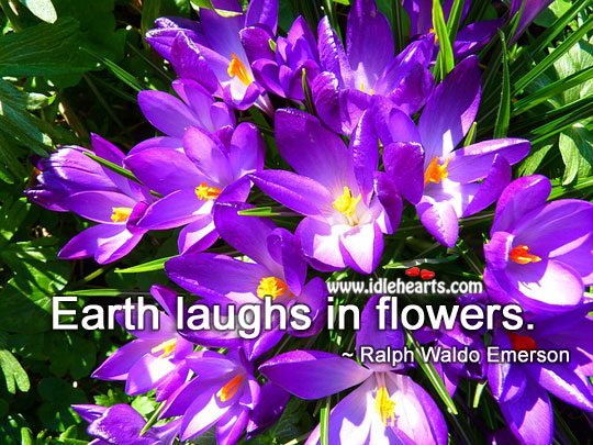 Earth laughs in flowers. Image