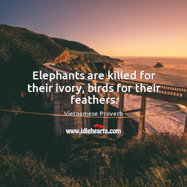 Elephants are killed for their ivory, birds for their feathers. Vietnamese Proverbs Image