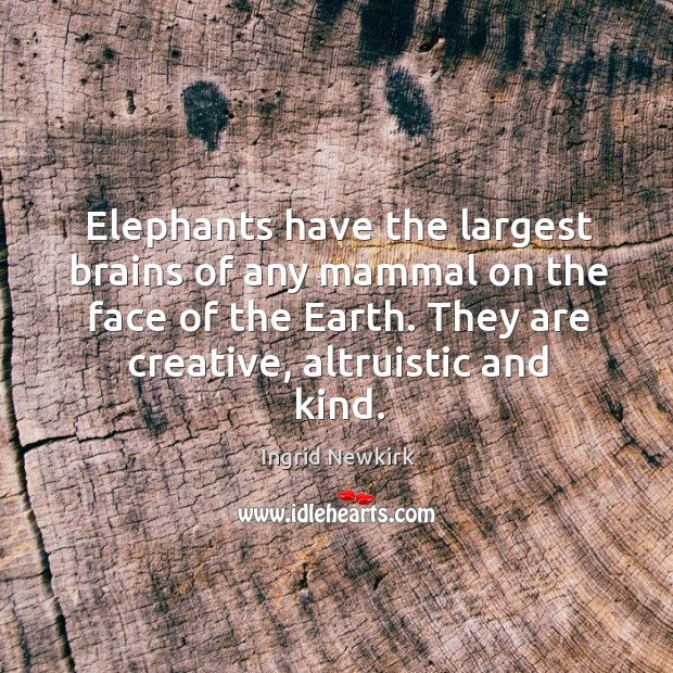 Elephants have the largest brains of any mammal on the face of Ingrid Newkirk Picture Quote
