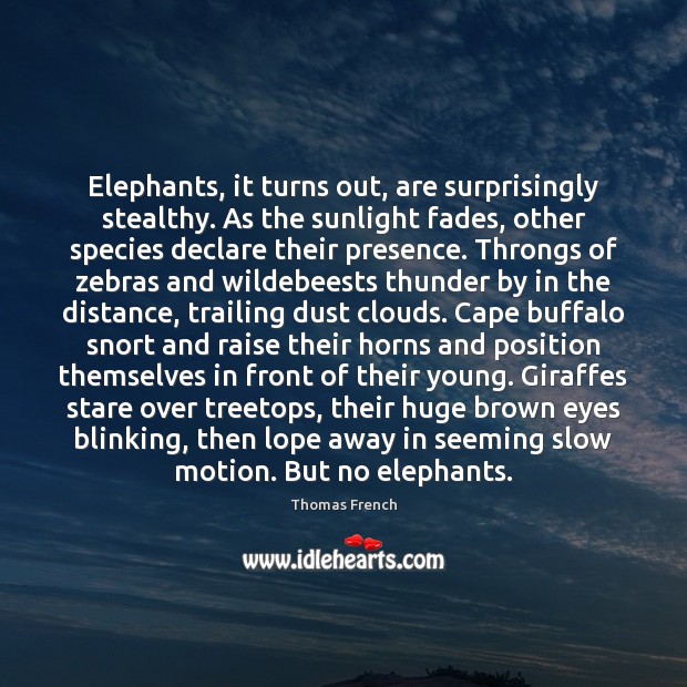Elephants, it turns out, are surprisingly stealthy. As the sunlight fades, other Thomas French Picture Quote