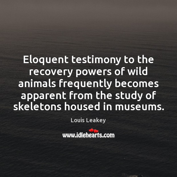 Eloquent testimony to the recovery powers of wild animals frequently becomes apparent Louis Leakey Picture Quote