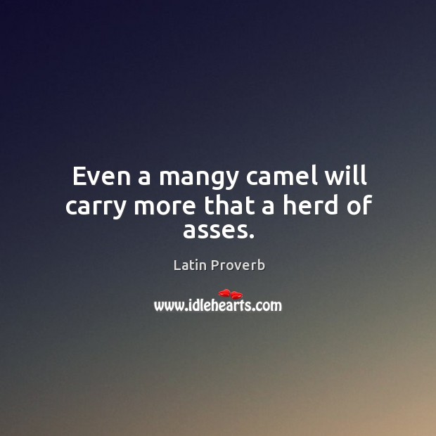 Even a mangy camel will carry more that a herd of asses. Latin Proverbs Image