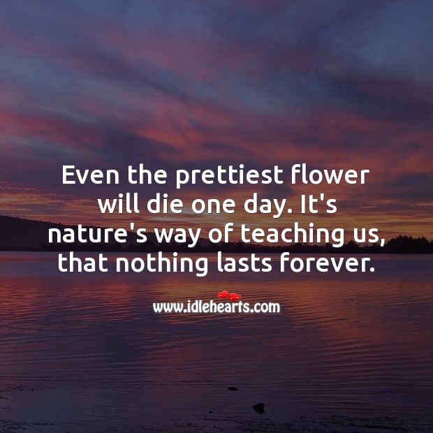 Even a prettiest flower will die one day. Flowers Quotes Image
