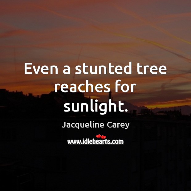 Even a stunted tree reaches for sunlight. Jacqueline Carey Picture Quote