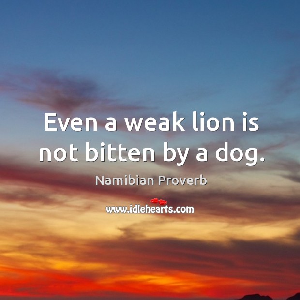 Even a weak lion is not bitten by a dog. Namibian Proverbs Image