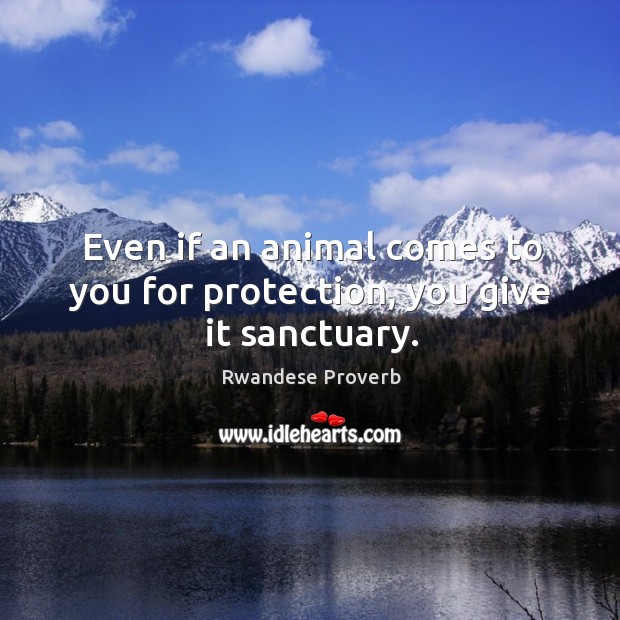 Even if an animal comes to you for protection, you give it sanctuary. Rwandese Proverbs Image