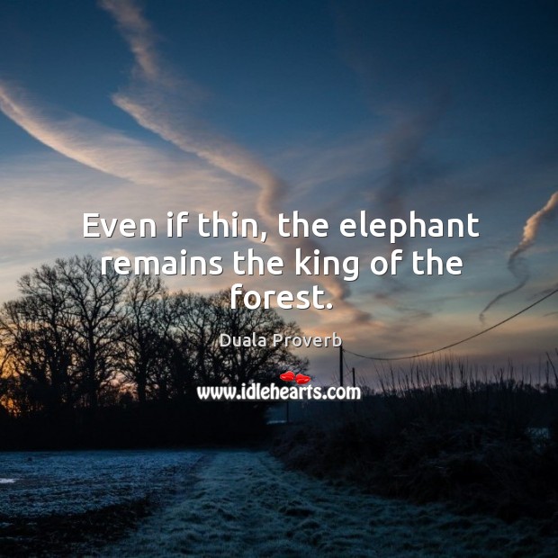Even if thin, the elephant remains the king of the forest. Duala Proverbs Image