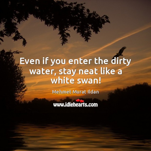 Even if you enter the dirty water, stay neat like a white swan! Mehmet Murat Ildan Picture Quote