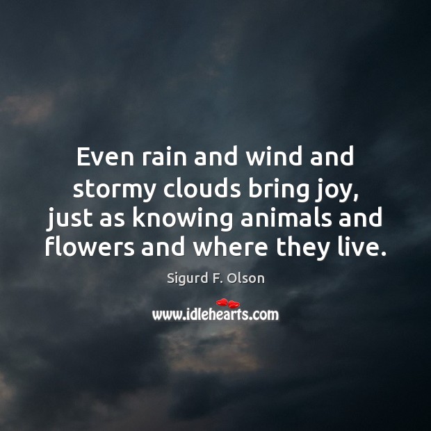 Even rain and wind and stormy clouds bring joy, just as knowing Sigurd F. Olson Picture Quote