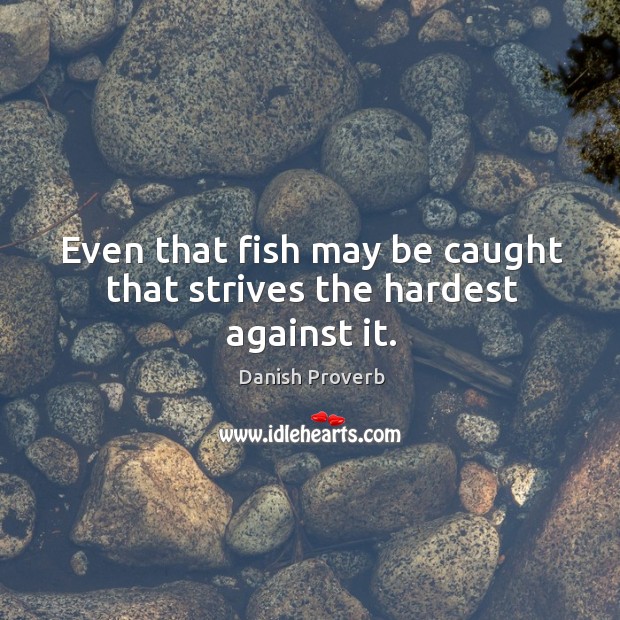 Even that fish may be caught that strives the hardest against it. Danish Proverbs Image