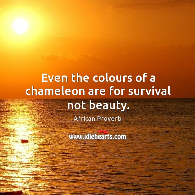 Even the colours of a chameleon are for survival not beauty. Image