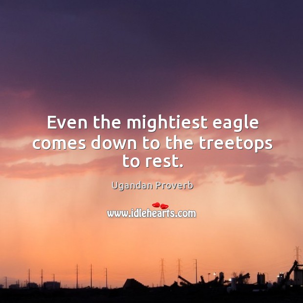 Even the mightiest eagle comes down to the treetops to rest. Ugandan Proverbs Image