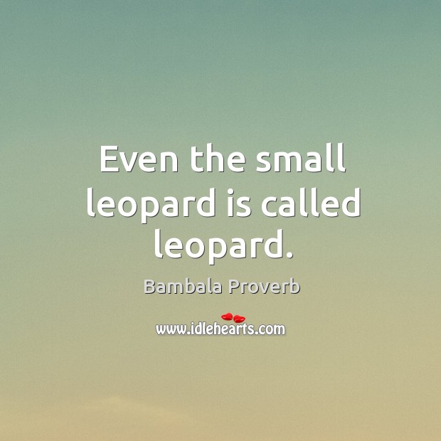 Even the small leopard is called leopard. Bambala Proverbs Image