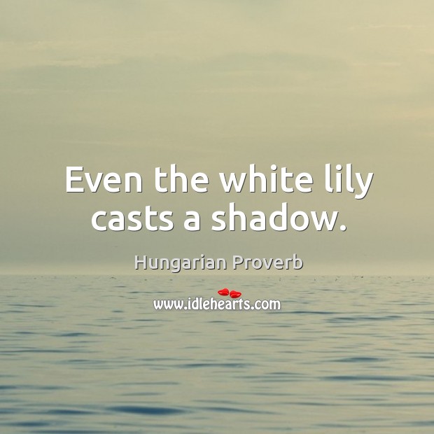 Even the white lily casts a shadow. Image