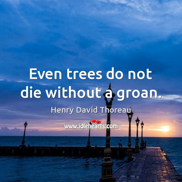 Even trees do not die without a groan. Henry David Thoreau Picture Quote