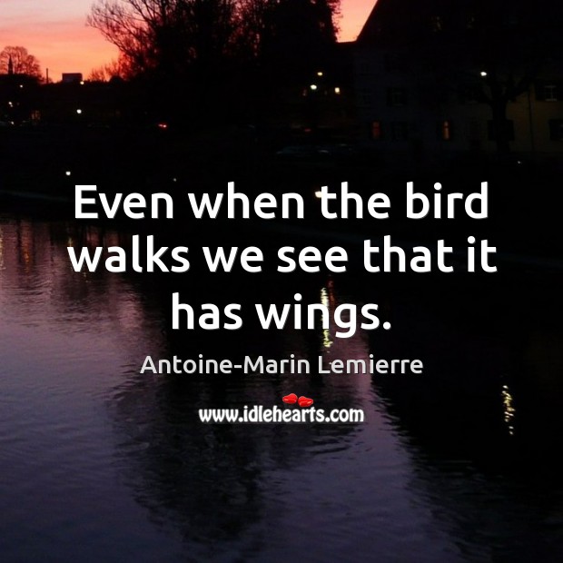 Even when the bird walks we see that it has wings. Image