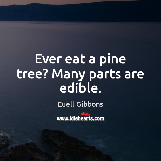 Ever eat a pine tree? Many parts are edible. Euell Gibbons Picture Quote