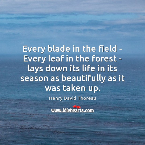 Every blade in the field – Every leaf in the forest – Henry David Thoreau Picture Quote