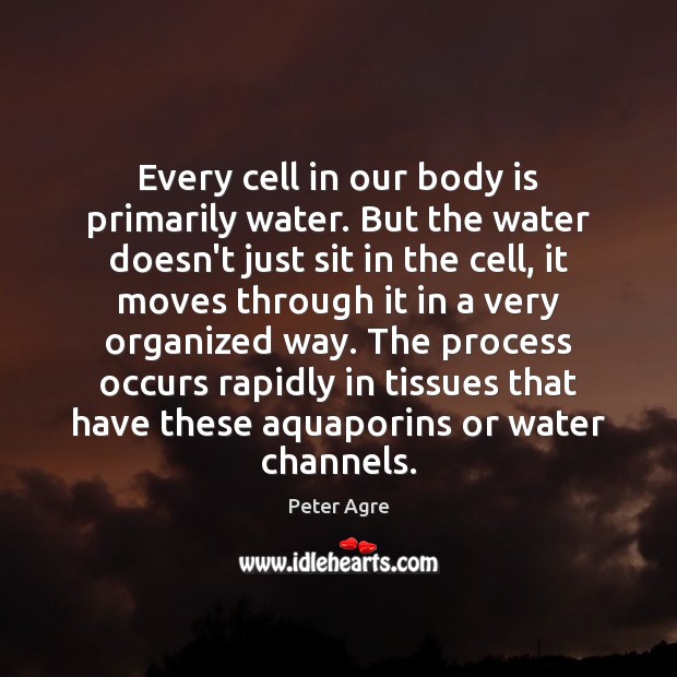Every cell in our body is primarily water. But the water doesn’t Peter Agre Picture Quote
