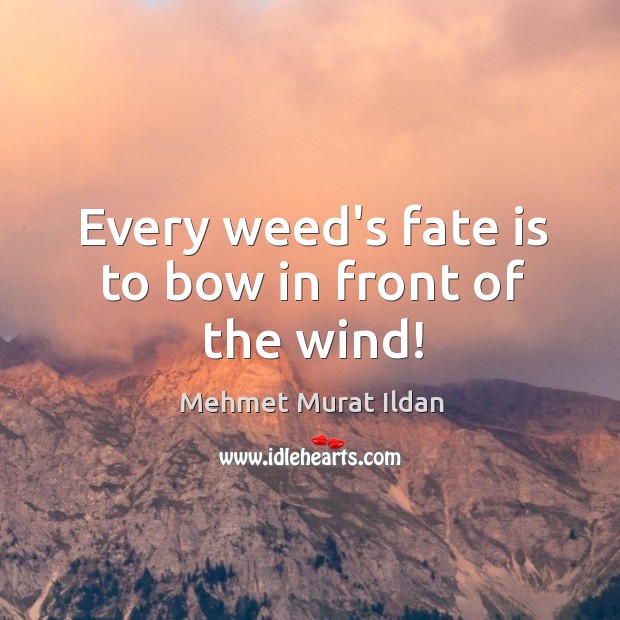 Every weed’s fate is to bow in front of the wind! Image