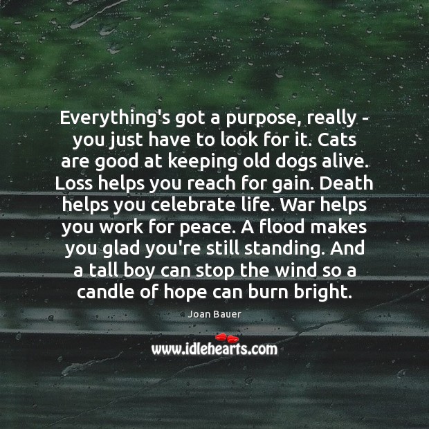 Everything’s got a purpose, really – you just have to look for Joan Bauer Picture Quote