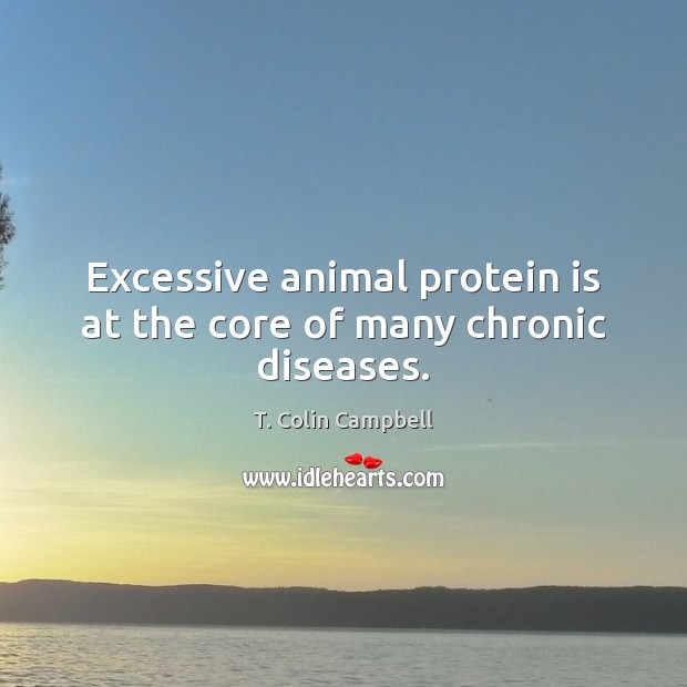 Excessive animal protein is at the core of many chronic diseases. T. Colin Campbell Picture Quote
