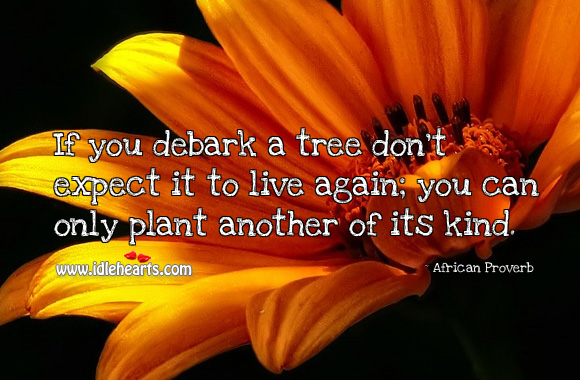 If you debark a tree don’t expect it to live again; you can only plant another of its kind. African Proverbs Image