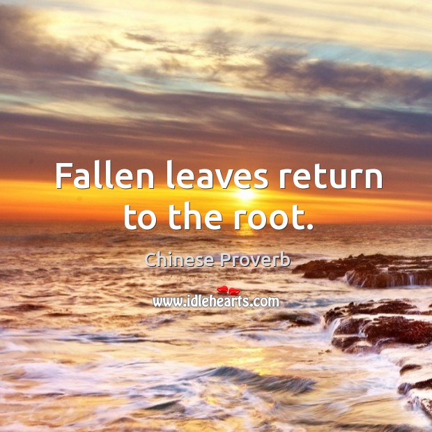 Fallen leaves return to the root. Image