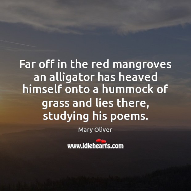 Far off in the red mangroves an alligator has heaved himself onto Mary Oliver Picture Quote