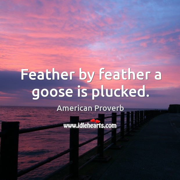 Feather by feather a goose is plucked. American Proverbs Image