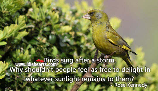 Birds sing after a storm. Image