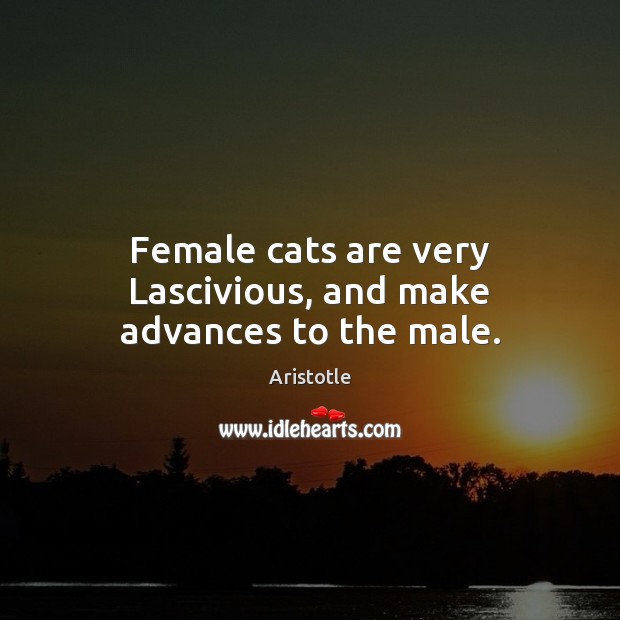 Female cats are very Lascivious, and make advances to the male. Aristotle Picture Quote