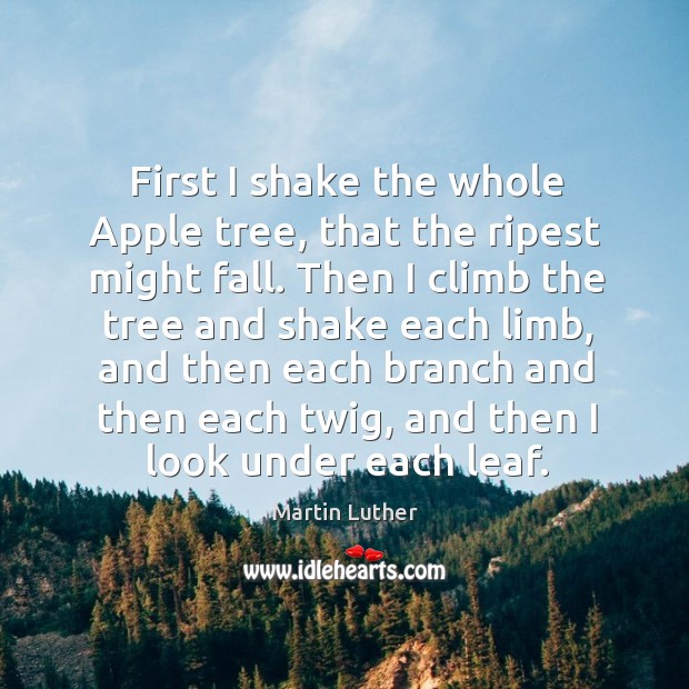 First I shake the whole apple tree, that the ripest might fall. Image