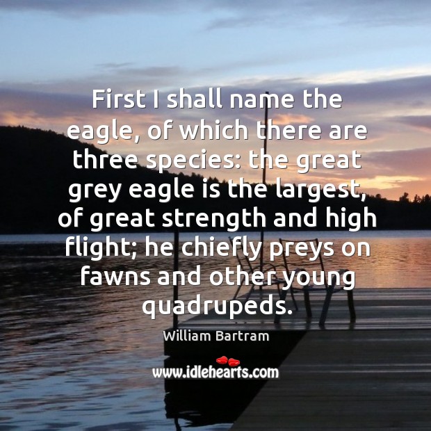 First I shall name the eagle, of which there are three species: the great grey eagle is William Bartram Picture Quote